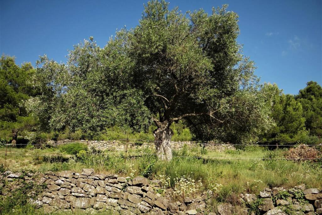 L'Arbre A Soleil Villa Aigues-Vives  Kültér fotó